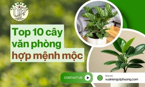 Mệnh Mộc hợp cây gì? 10 cây văn phòng hợp mệnh mộc