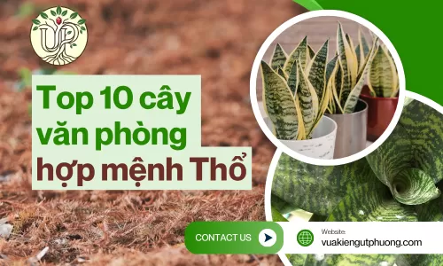 10 cây văn phòng mệnh Thổ mang lại không gian sống hài hòa, vượng khí