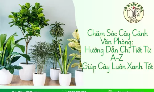 Chăm Sóc Cây Cảnh Văn Phòng: Hướng Dẫn Chi Tiết Từ A–Z Giúp Cây Luôn Xanh Tốt