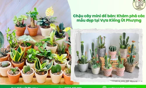 Chậu cây mini để bàn: Khám phá các mẫu đẹp tại Vựa Kiểng Út Phượng