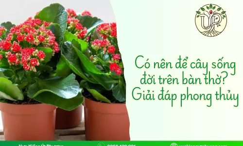 Có nên để cây sống đời trên bàn thờ? Giải đáp phong thủy