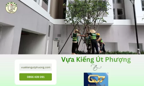 Dự án Khải Vy Quận 7 và giải pháp cảnh quan xanh từ Vựa Kiểng Út Phượng