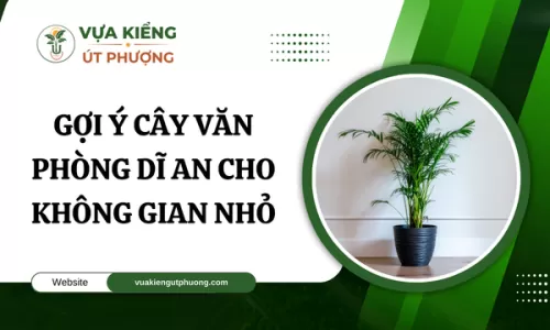 Gợi Ý Cây Văn Phòng Dĩ An Cho Không Gian Nhỏ
