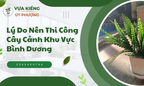 Lý Do Nên Thi Công Cây Cảnh Khu Vực Bình Dương