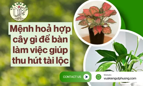 Mệnh hoả hợp cây gì để bàn làm việc giúp thu hút tài lộc