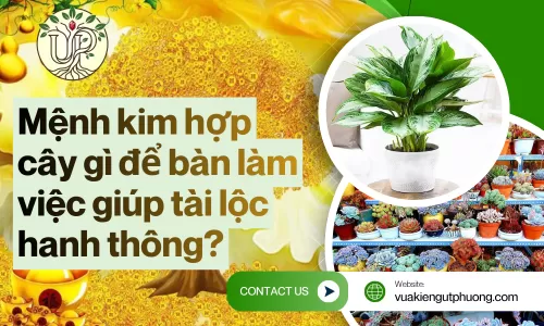 Mệnh kim hợp cây gì để bàn làm việc giúp tài lộc hanh thông?