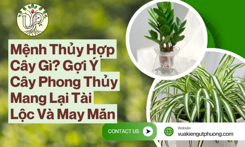 Mệnh Thủy Hợp Cây Gì? Gợi Ý Cây Phong Thủy Mang Lại Tài Lộc Và May Mắn