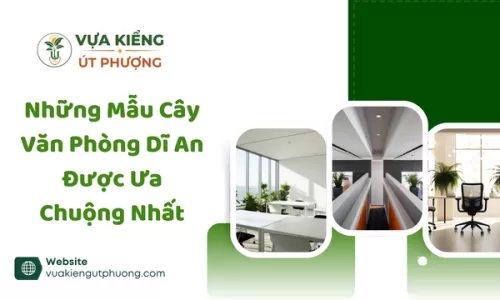 Những Mẫu Cây Văn Phòng Dĩ An Được Ưa Chuộng Nhất