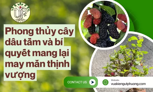 Phong thủy cây dâu tằm và bí quyết mang lại may mắn thịnh vượng