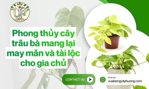 Phong thủy cây trầu bà mang lại may mắn và tài lộc cho gia chủ