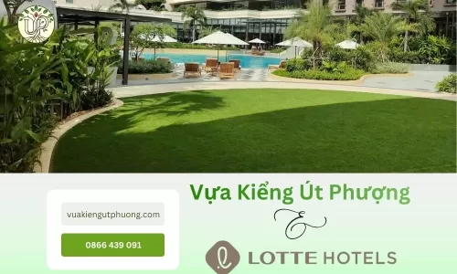 Dự án cảnh quan khách sạn 5 sao: Vựa Kiểng Út Phượng đồng hành cùng Lotte Hotel Sài Gòn