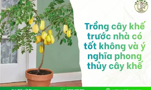 Trồng cây khế trước nhà có tốt không và ý nghĩa phong thủy cây khế