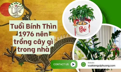 Tuổi Bính Thìn 1976 nên trồng cây gì trong nhà để hút tài lộc?