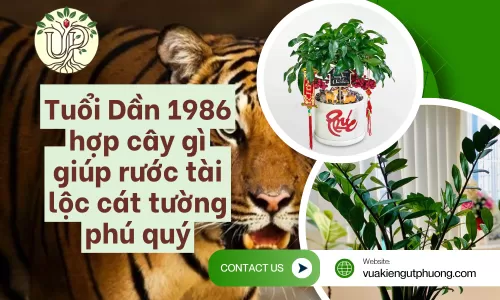 Tuổi Dần 1986 hợp cây gì giúp rước tài lộc cát tường phú quý