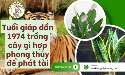 Tuổi giáp dần 1974 trồng cây gì hợp phong thủy để phát tài