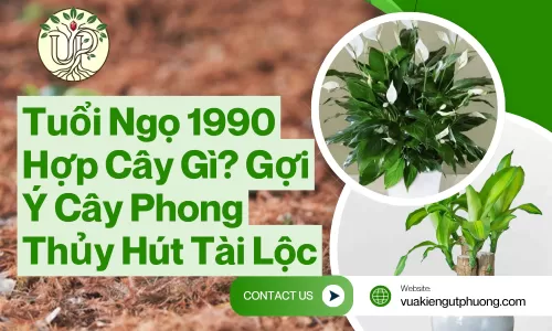 Tuổi Ngọ 1990 Hợp Cây Gì? Gợi Ý Cây Phong Thủy Hút Tài Lộc