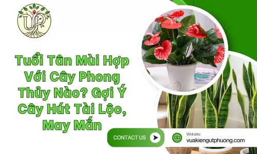 Tuổi Tân Mùi hợp với cây phong thủy nào để hút tài lộc?