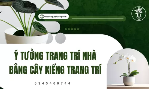 Ý Tưởng Trang Trí Nhà Bằng Cây Kiểng Trang Trí