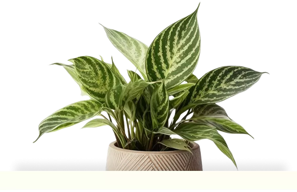 CHUYÊN GIA KIẾN TẠO   KHÔNG GIAN XANH