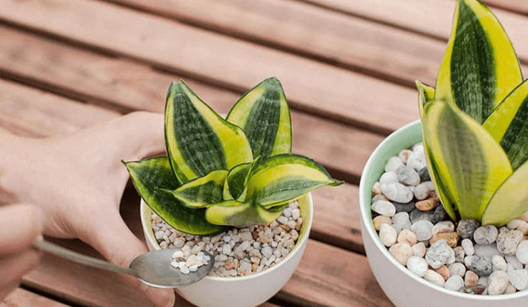 Lợi ích của Cây lưỡi hổ đối với không gian sống và sức khỏe