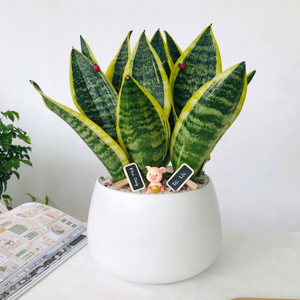 Hướng dẫn chăm sóc Cây lưỡi hổ