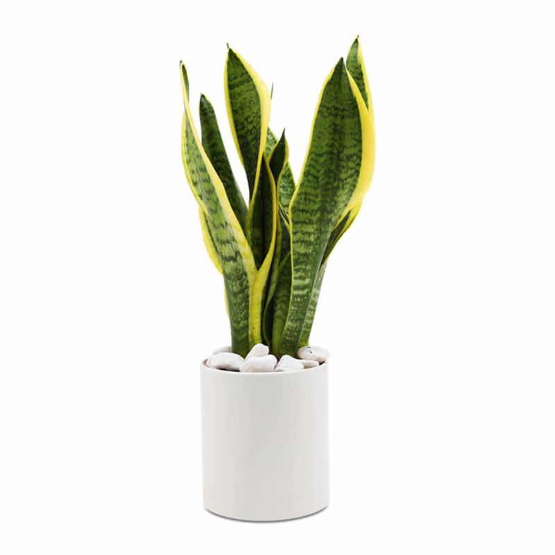 Ứng dụng Cây lưỡi hổ trong thiết kế và thi công cảnh quan