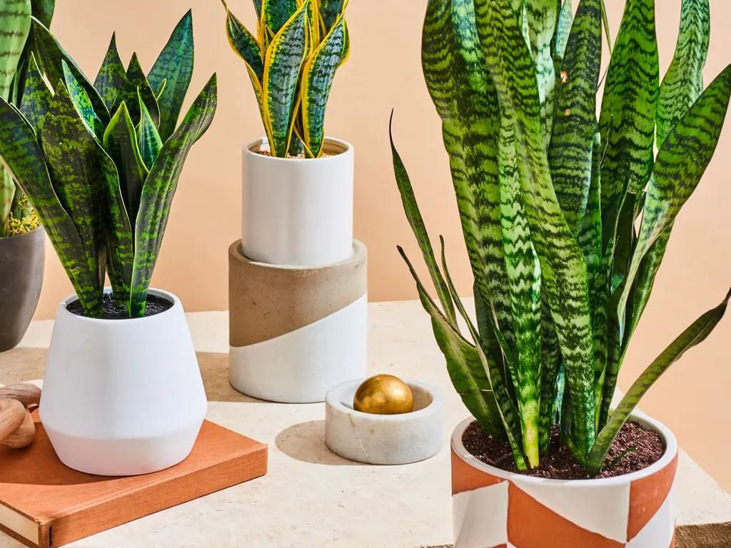 Nhiệt độ và độ ẩm