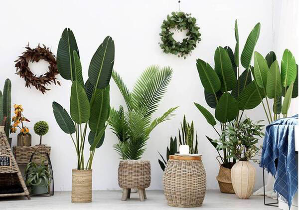 Các loại cây phù hợp cho Decor cây xanh