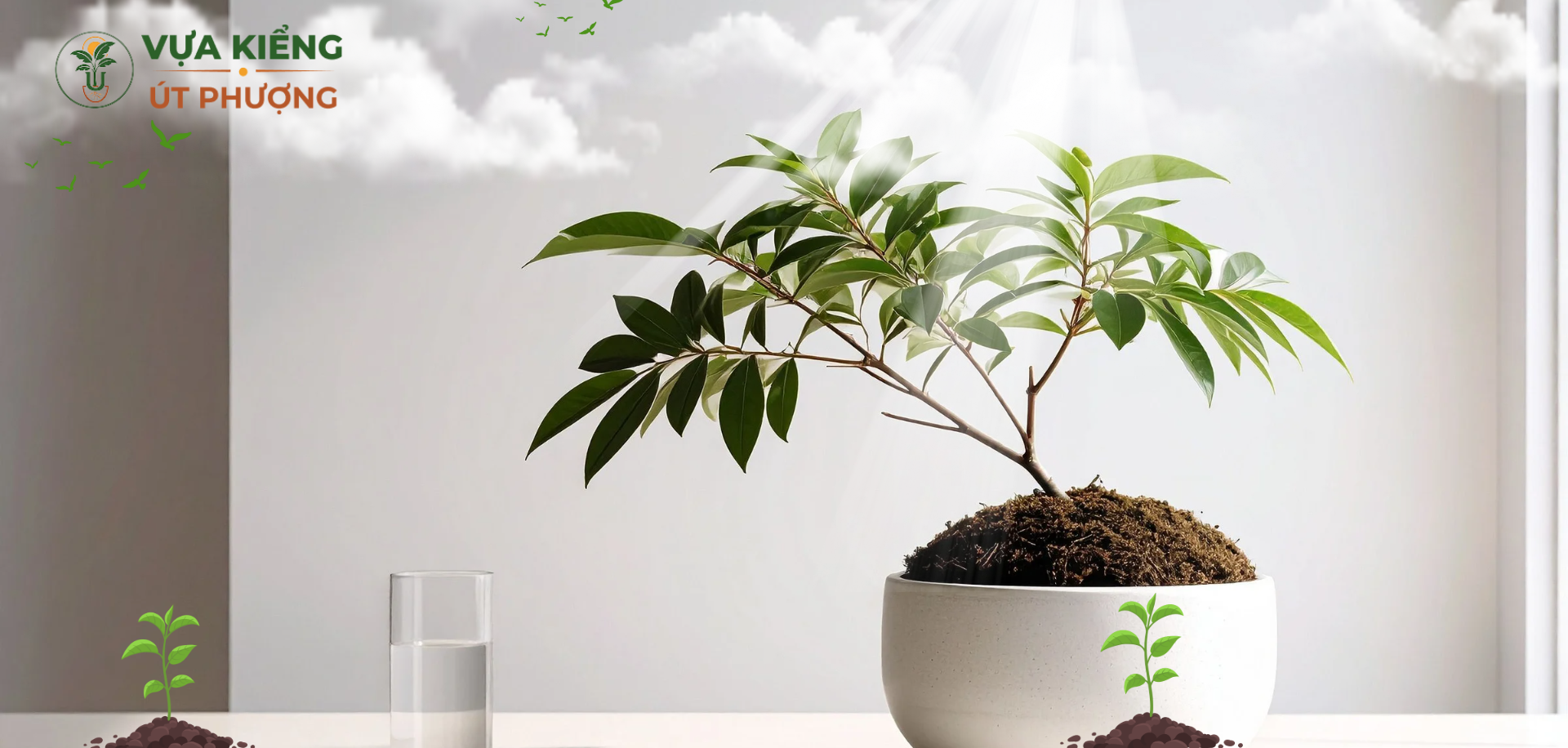 Cây kiểng trang trí giúp nhà thêm xanh mát