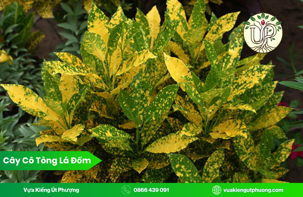 Cây Cô Tòng Lá Đốm rât hợp với người mệnh thổ