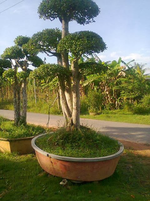 Các Mẫu Thi Công Tiểu Cảnh Khu Vực Bình Dương Đẹp