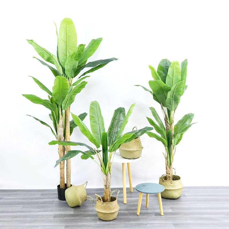 Cách Chọn Cây Kiểng Trang Trí Phù Hợp Nội Thất