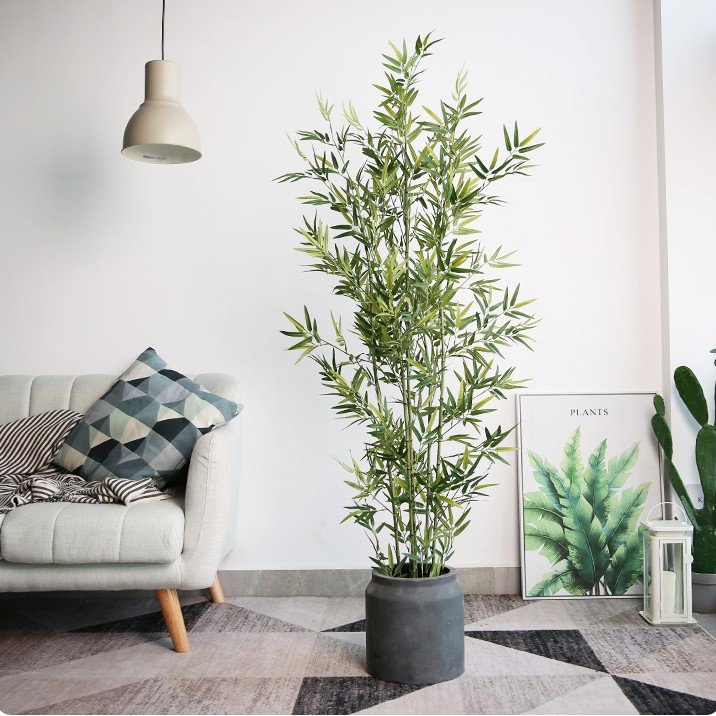 Cách Chọn Cây Kiểng Trang Trí Phù Hợp Nội Thất