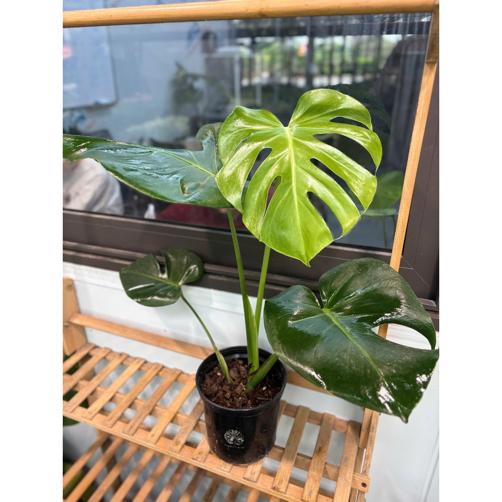 Cách Chọn Cây Kiểng Trang Trí Phù Hợp Nội Thất