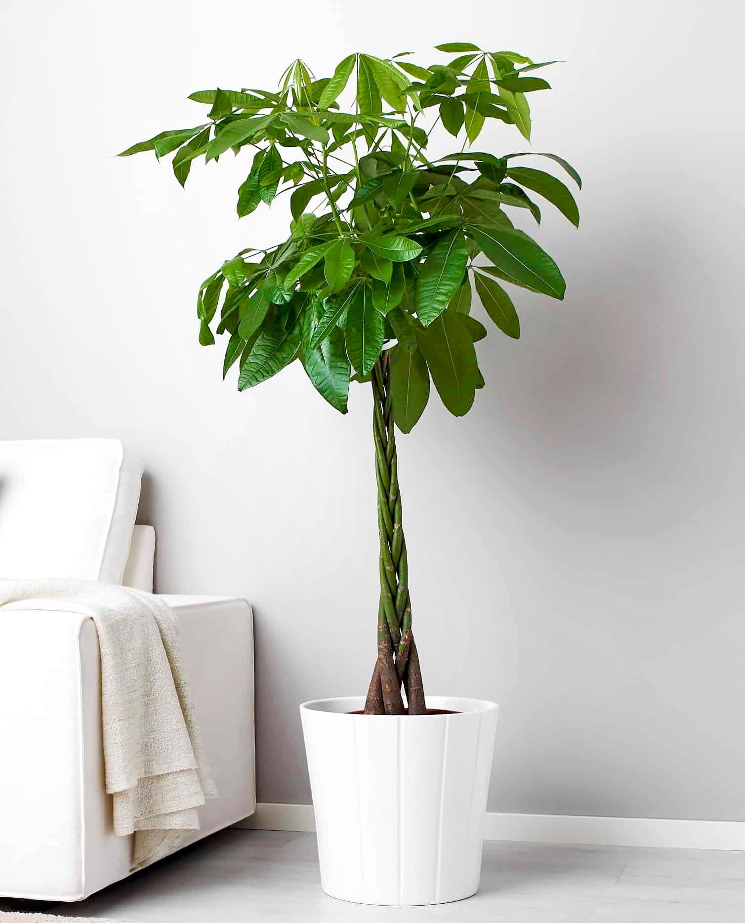 Cây Kiểng Trang Trí Giúp Không Gian Sống Thêm Sinh Động