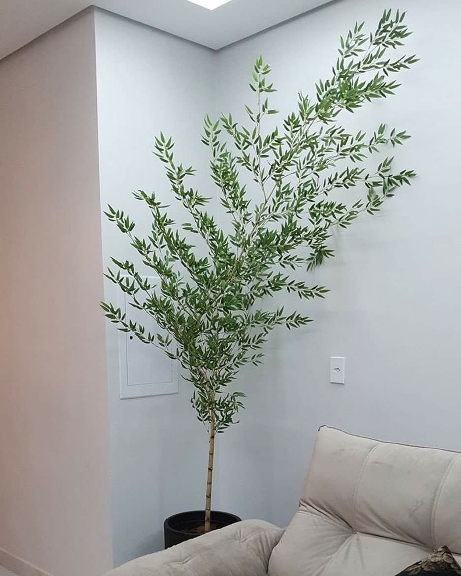 Cây Kiểng Trang Trí Giúp Không Gian Sống Thêm Sinh Động