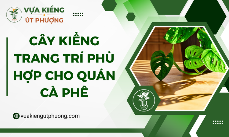 cay-kieng-trang-tri-phu-hop-cho-quan-ca-phe