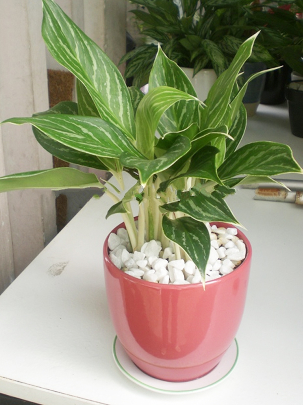 Cây Văn Phòng Dĩ An Giúp Không Gian Làm Việc Xanh Mát