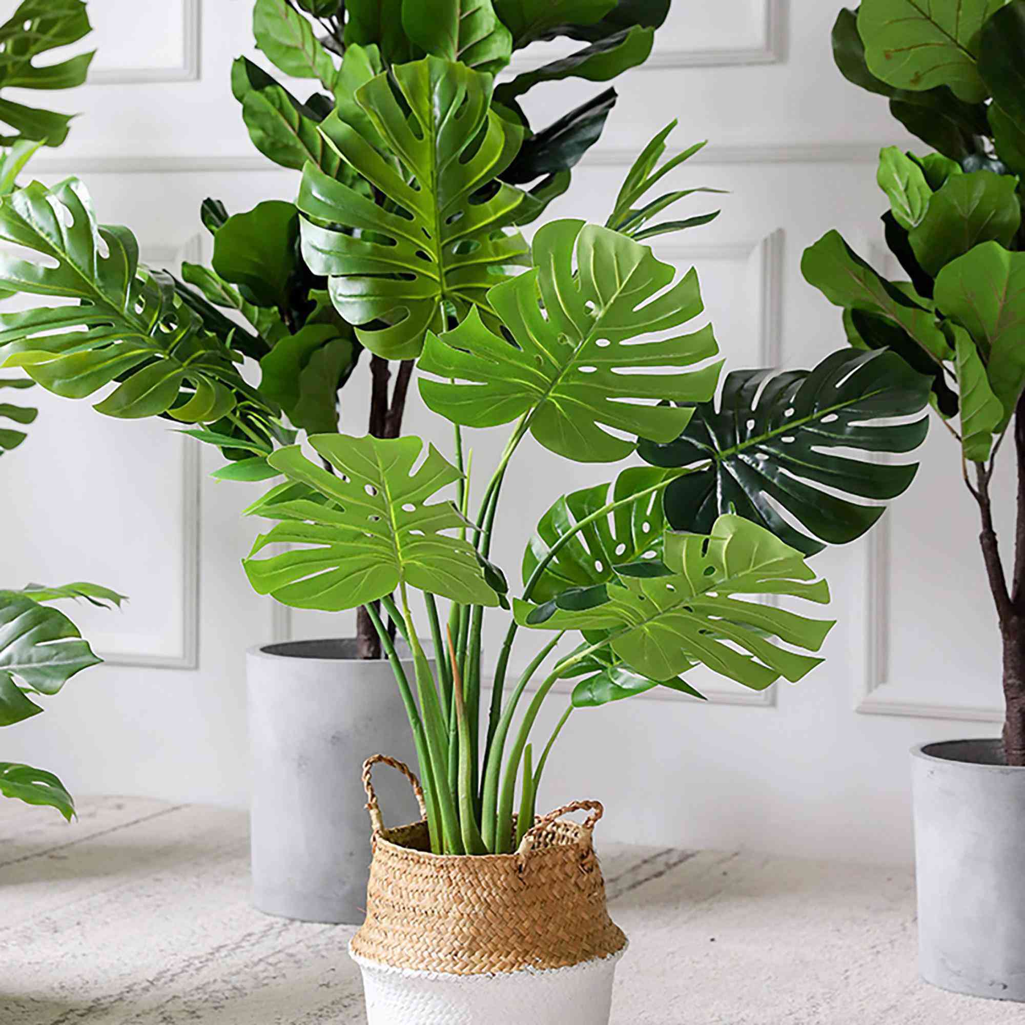 Cây Văn Phòng Dĩ An Giúp Không Gian Làm Việc Xanh Mát