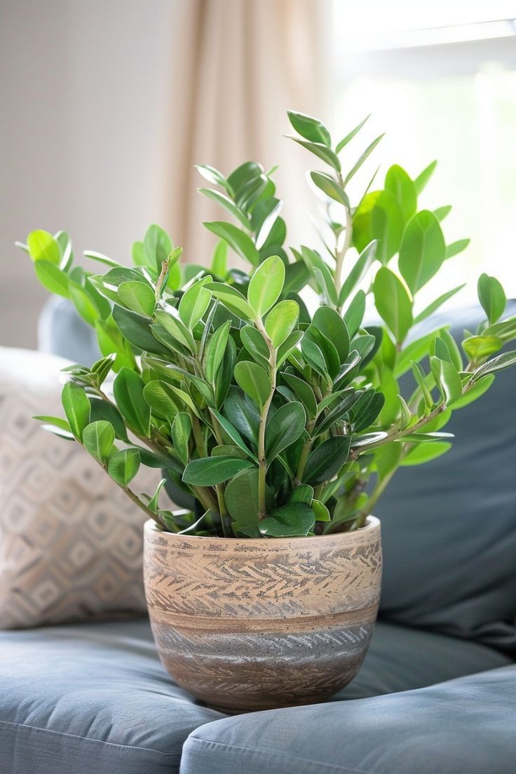 Cây Văn Phòng Dĩ An Giúp Không Gian Làm Việc Xanh Mát