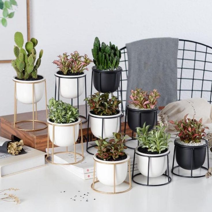 Gợi Ý Cây Văn Phòng Dĩ An Cho Không Gian Nhỏ