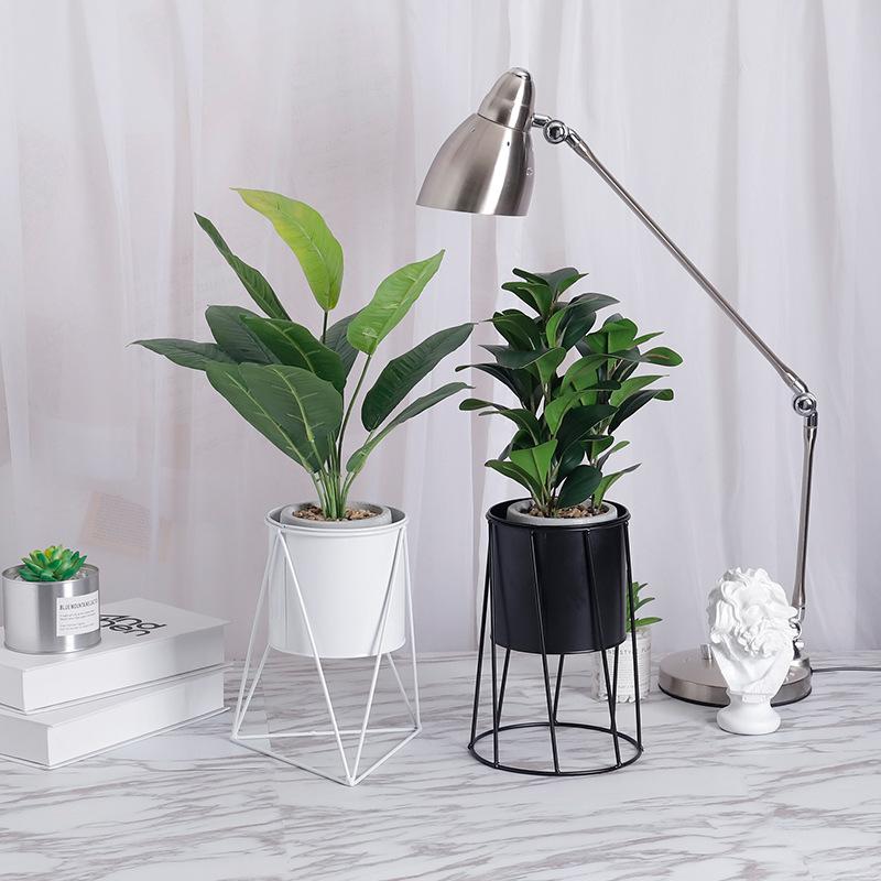 Gợi Ý Cây Văn Phòng Dĩ An Cho Không Gian Nhỏ