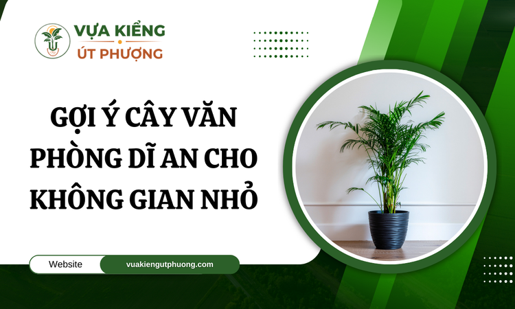 Tại sao nên chọn Cây Văn Phòng cho không gian nhỏ ở Dĩ An?