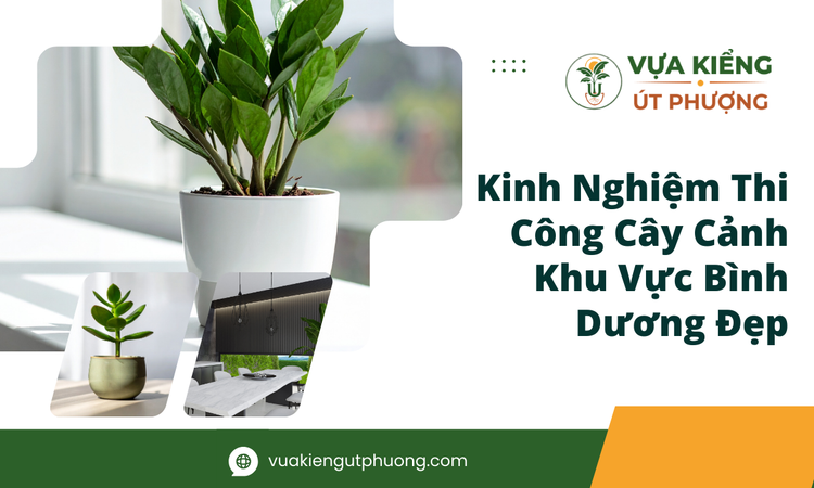 Tầm Quan Trọng Của Cây Cảnh Trong Không Gian Sống Hiện Đại Tại Bình Dương