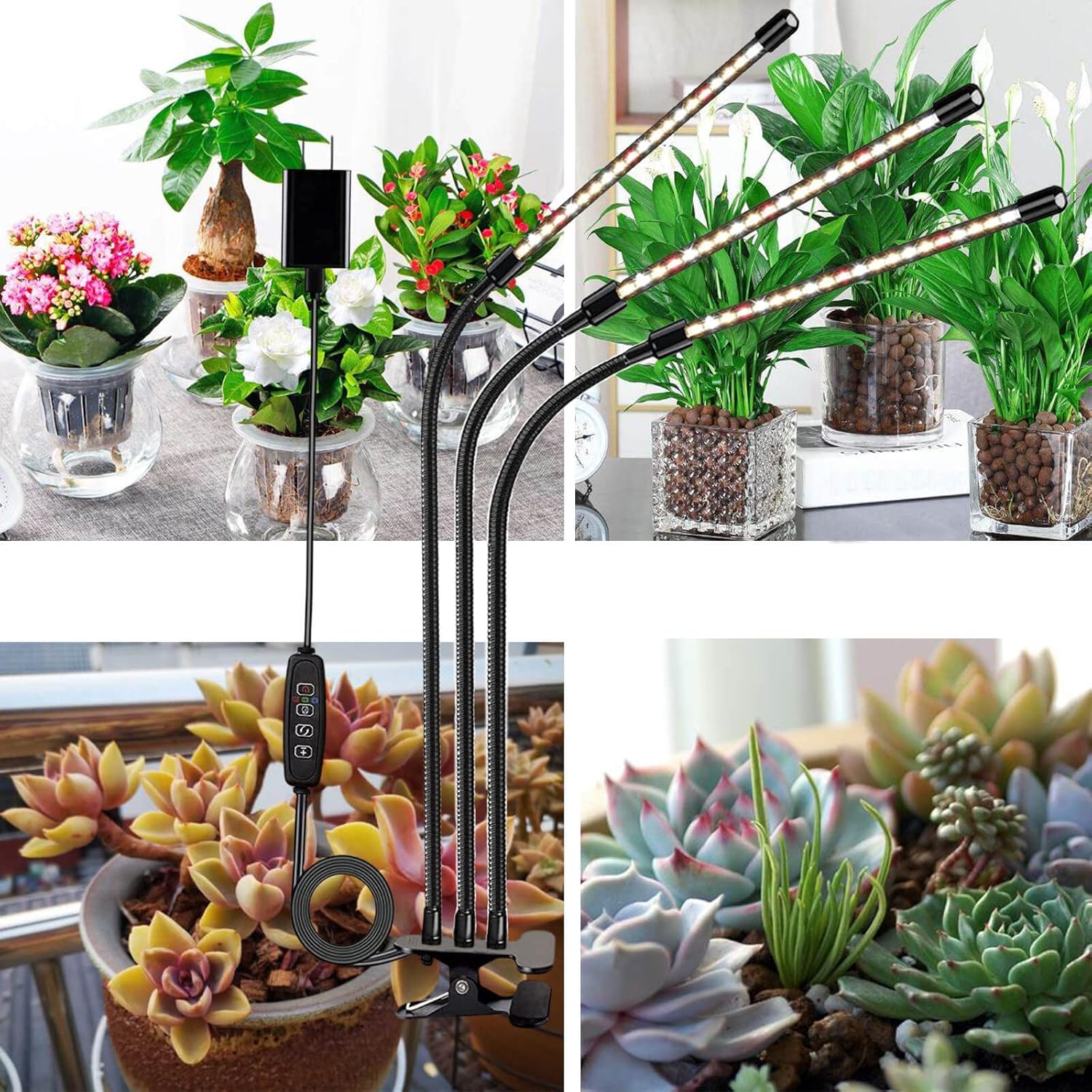 Lợi Ích Khi Sử Dụng Cây Văn Phòng Dĩ An Trong Công Ty