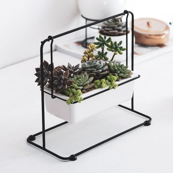 Lợi Ích Khi Sử Dụng Cây Văn Phòng Dĩ An Trong Công Ty