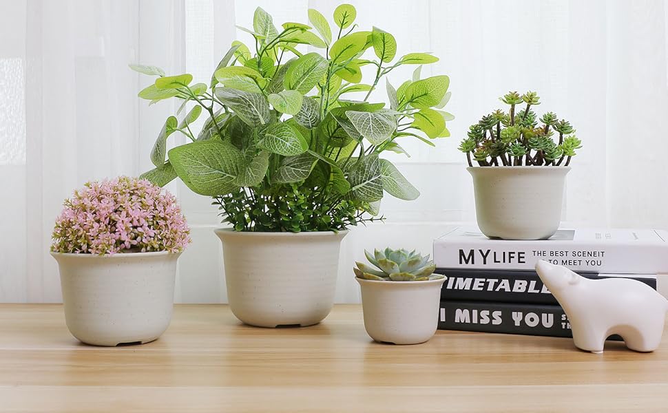 Lợi Ích Khi Sử Dụng Cây Văn Phòng Dĩ An Trong Công Ty