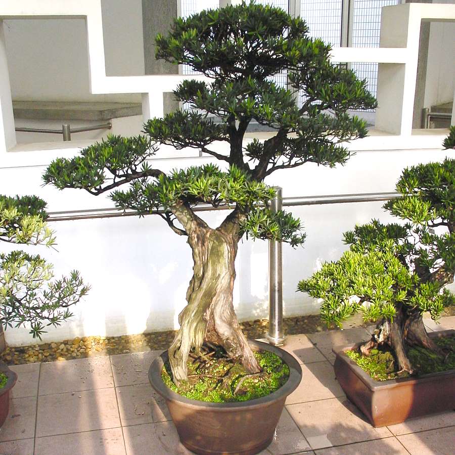 Cây Kiểng Trang Trí