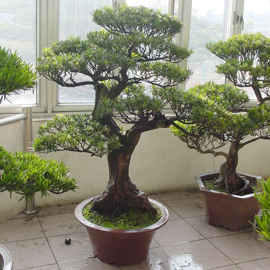 Lý Do Nên Thi Công Cây Cảnh Khu Vực Bình Dương