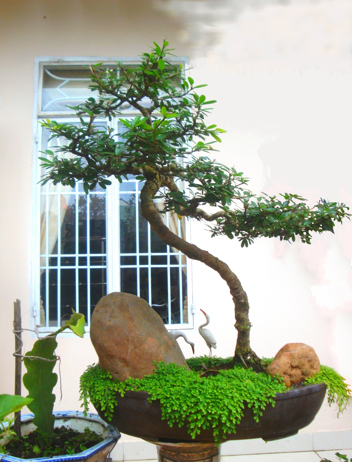 Lý Do Nên Thi Công Cây Cảnh Khu Vực Bình Dương